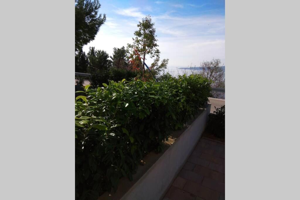 ברלה Apartment Dandelion מראה חיצוני תמונה